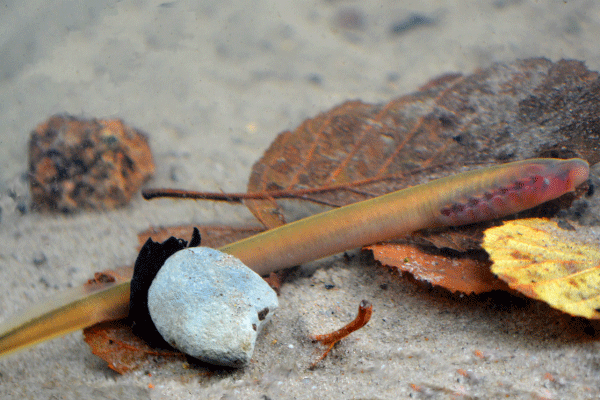 Seltene Querder des Bachneunauges (lat. Lampetra planeri) im Nonnenfließ, einem der schönsten Fließgewässer im Naturpark Schorfheide in Brandenburg. Wir pflegen ihren Bestand durch Renaturierung ihres Heimatgewässers.